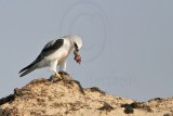 _MG_5717 White-tailed Kite.jpg