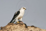 _MG_5741 White-tailed Kite.jpg