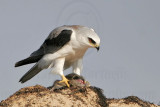 _MG_5747 White-tailed Kite.jpg