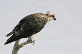 _MG_0586 Osprey.jpg