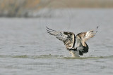 _MG_0809 Osprey.jpg