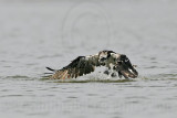 _MG_0890 Osprey.jpg