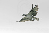 _MG_0905 Osprey.jpg