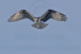 _MG_0919 Osprey.jpg