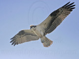 _MG_0966 Osprey.jpg