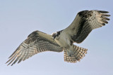 _MG_1004 Osprey.jpg