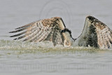 _MG_1010 Osprey.jpg