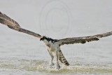 _MG_1013 Osprey.jpg