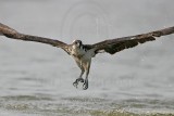 _MG_1015 Osprey.jpg