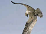 _MG_1027 Osprey.jpg