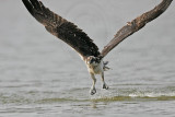 _MG_1039 Osprey.jpg