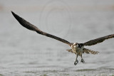 _MG_1041 Osprey.jpg
