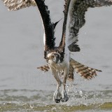 _MG_1052 Osprey.jpg