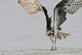 _MG_1053 Osprey.jpg