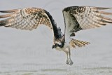 _MG_1054 Osprey.jpg
