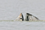 _MG_1076 Osprey.jpg
