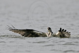 _MG_1077 Osprey.jpg