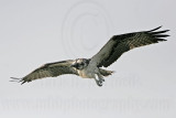 _MG_1094 Osprey.jpg