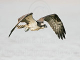 _MG_1123 Osprey.jpg