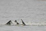 _MG_1128 Osprey.jpg