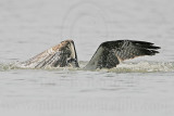 _MG_1130 Osprey.jpg