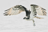 _MG_1139 Osprey.jpg