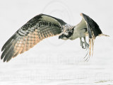 _MG_1140 Osprey.jpg
