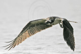 _MG_1141 Osprey.jpg