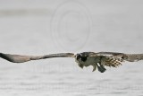 _MG_1143 Osprey.jpg