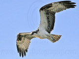 _MG_6113 Osprey.jpg