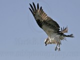 _MG_6119 Osprey.jpg