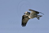 _MG_6173 Osprey.jpg