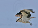 _MG_6174 Osprey.jpg