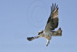 _MG_6176 Osprey.jpg