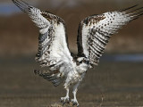 Osprey - Wing flapping