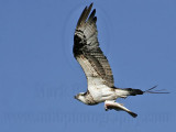 _MG_7027 Osprey.jpg