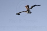 _MG_9079 Osprey.jpg