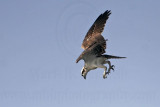 _MG_9129 Osprey.jpg