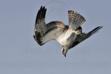 _MG_9131 Osprey.jpg