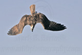 _MG_9198 Osprey.jpg