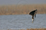 _MG_9250 Osprey.jpg