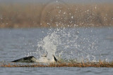 _MG_9253 Osprey.jpg