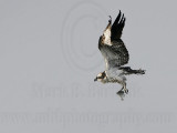 _MG_9271 Osprey.jpg