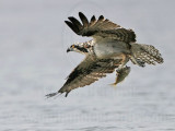 _MG_9406 Osprey.jpg