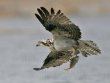 _MG_9407 Osprey.jpg