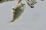 _MG_9408crop Osprey.jpg