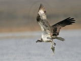 _MG_9412 Osprey.jpg