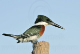 _MG_4506 Green Kingfisher.jpg