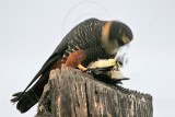 _MG_0869 Bat Falcon.jpg