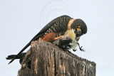 _MG_1200 Bat Falcon.jpg